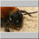 Andrena fulva - Rotpelzige Sandbiene w14.jpg